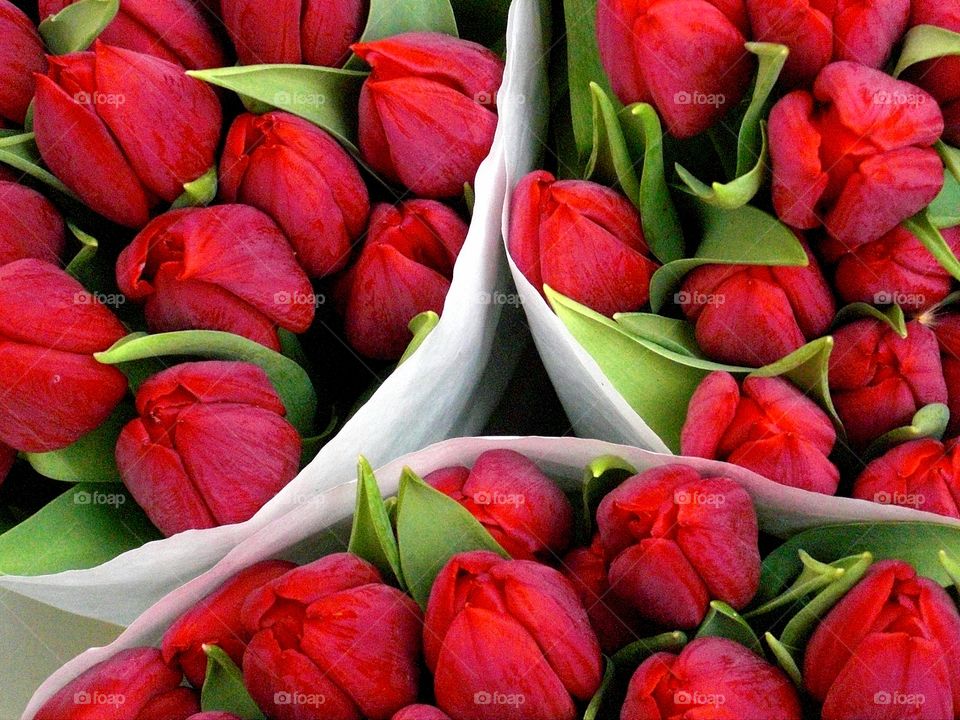 3 bunches of red tulip buds