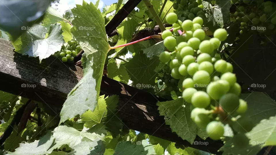 Grapes