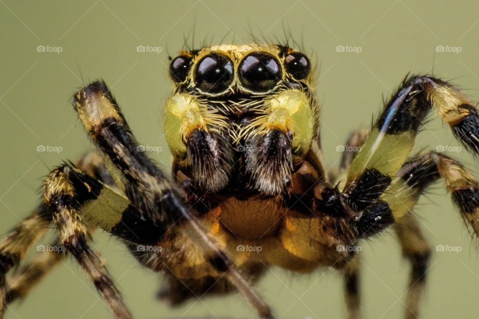Black and yellow jumping spider