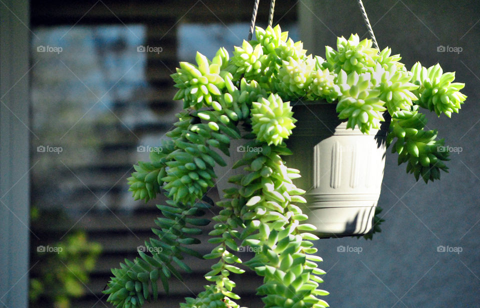 Succulent plant hanging in pot