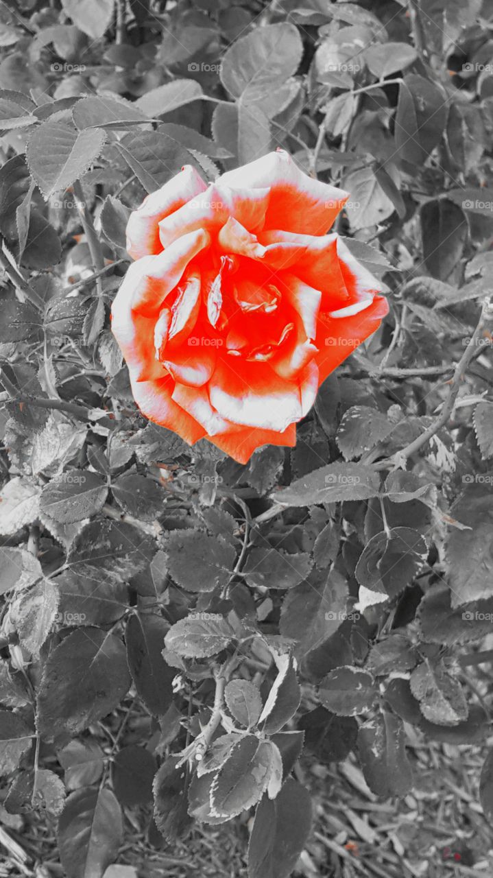 Red rose on black