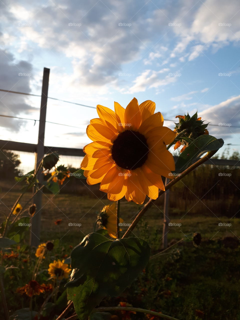 Golden hour sunflower