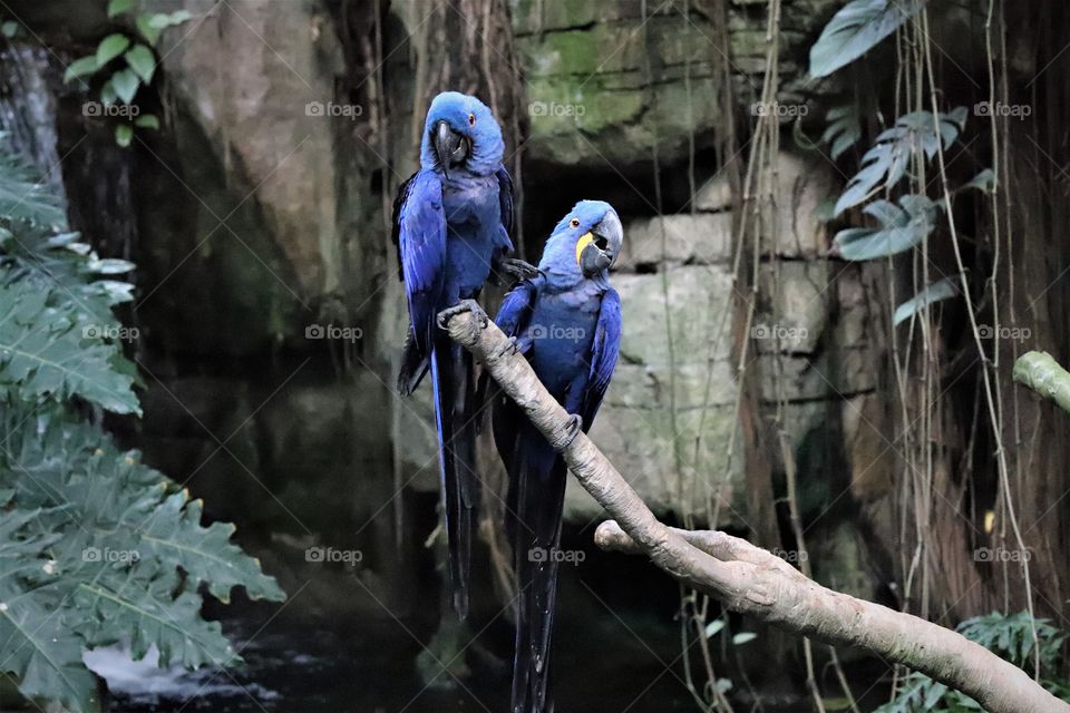 Hyacinth macaws purple blue birds