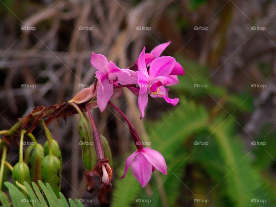 Hawaiian Orchid 
