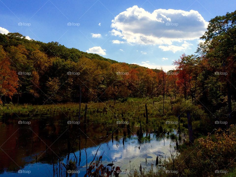 Scenic view of a forest