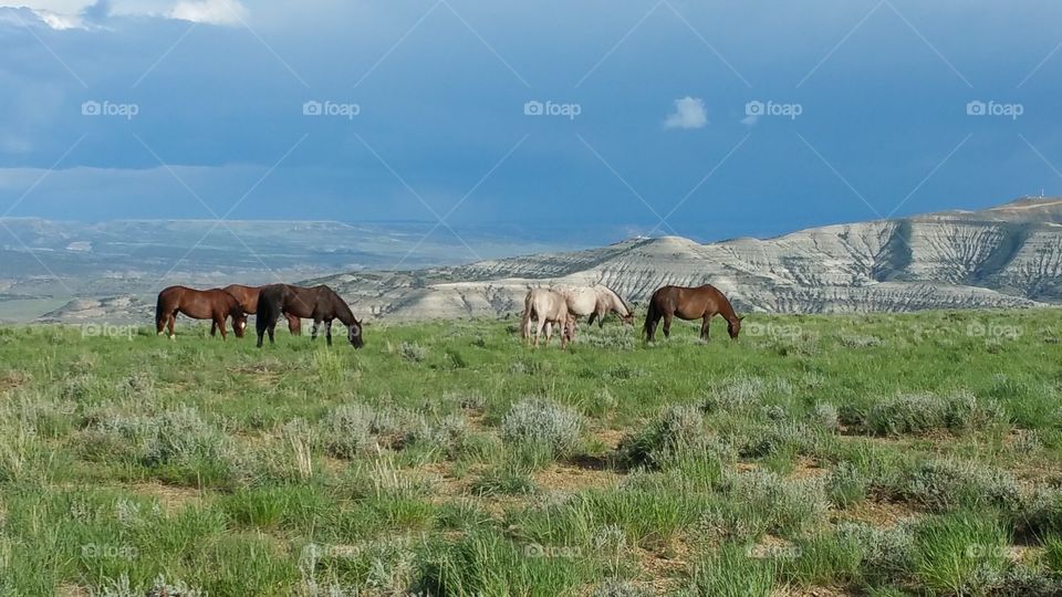 Wild Horses