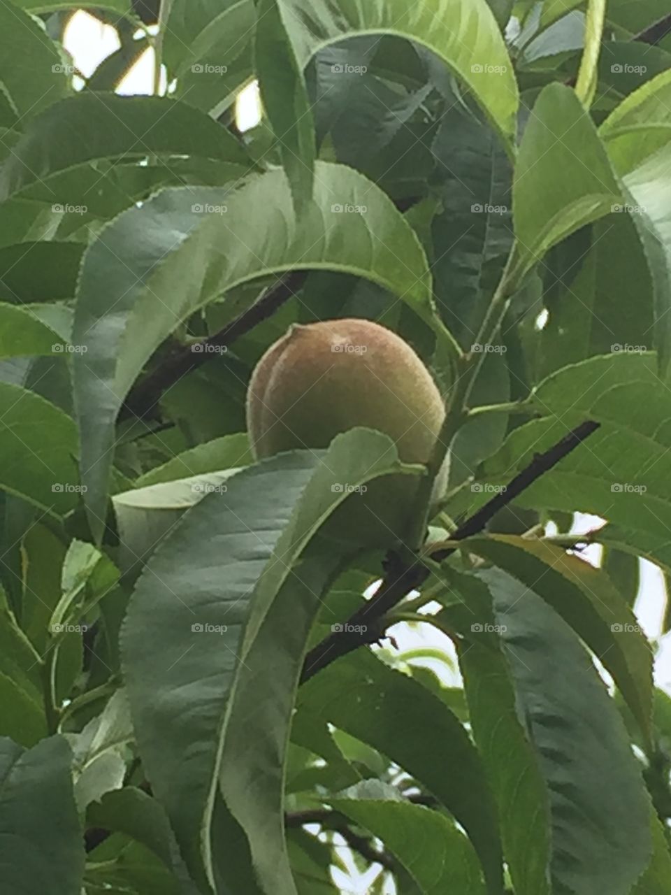 Velour Fruit 