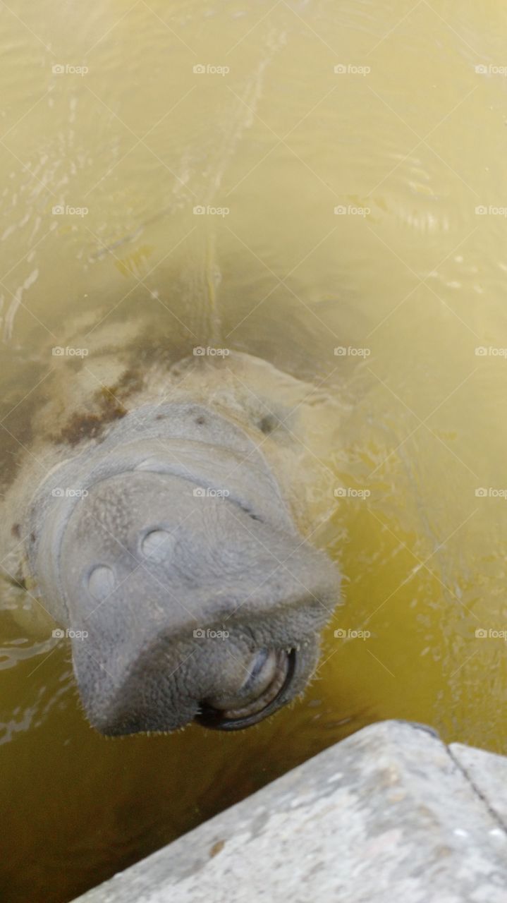 Florida Manatee