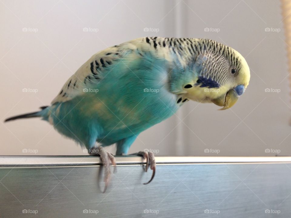 budgerigar sitting on a laptop