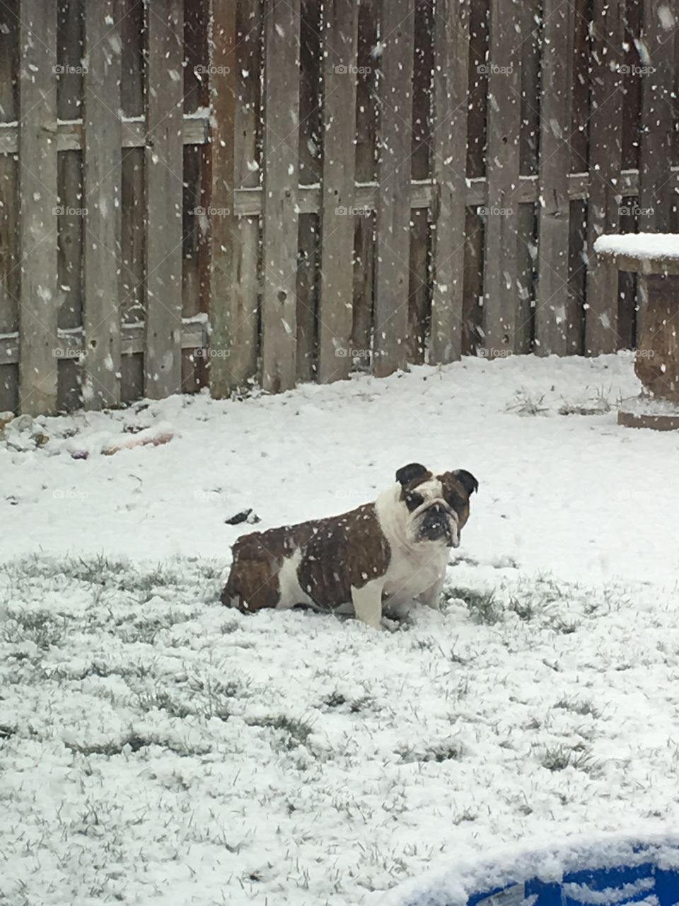 Snow bully