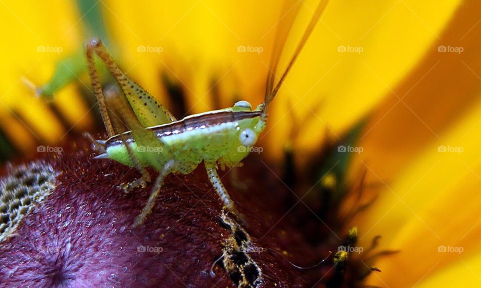 Grasshopper 4