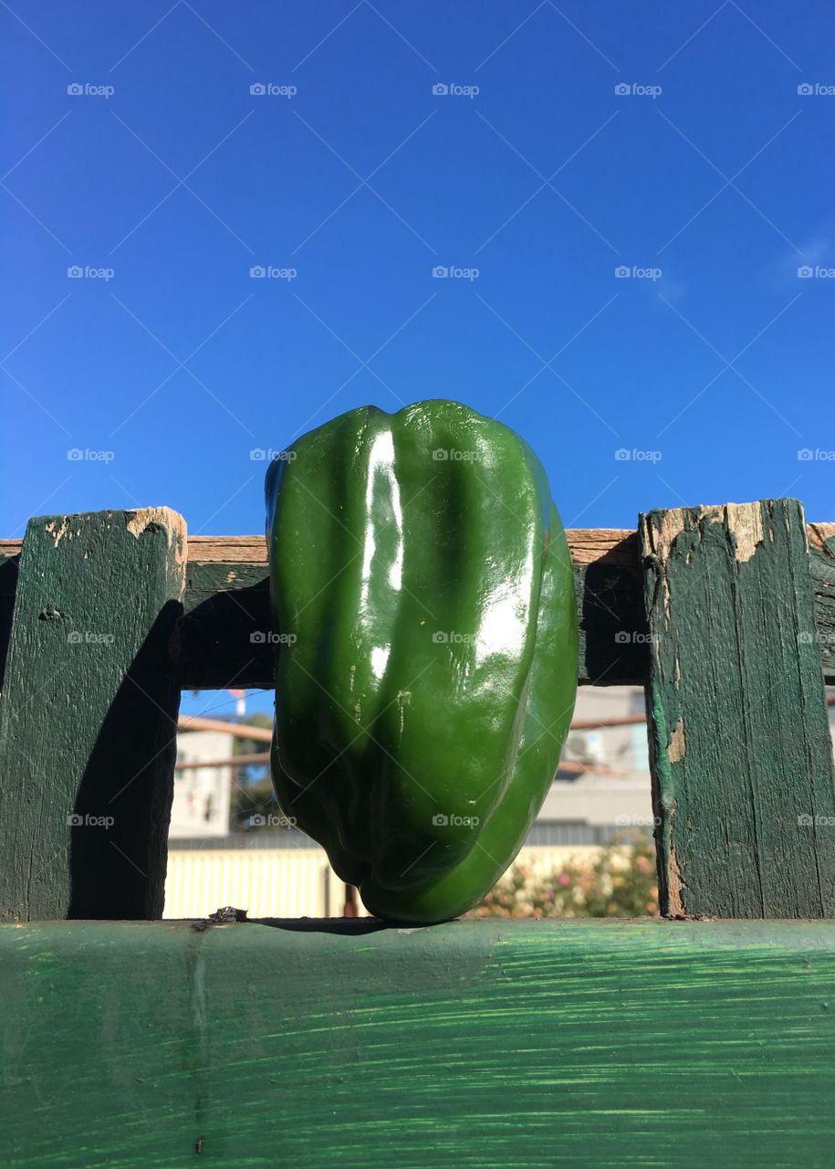 Green capsicum sweet green bell pepper still life