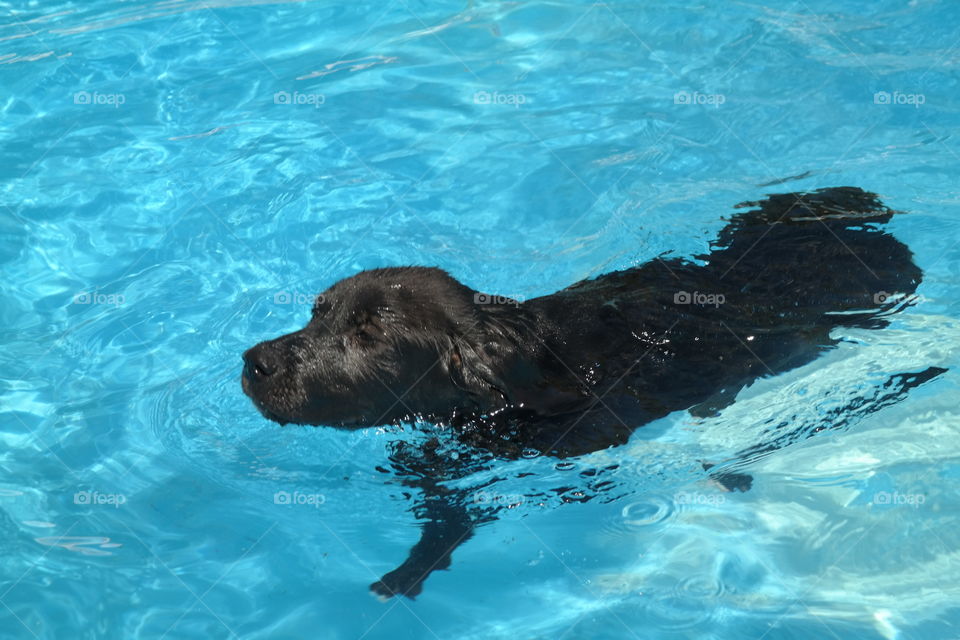 lola swims