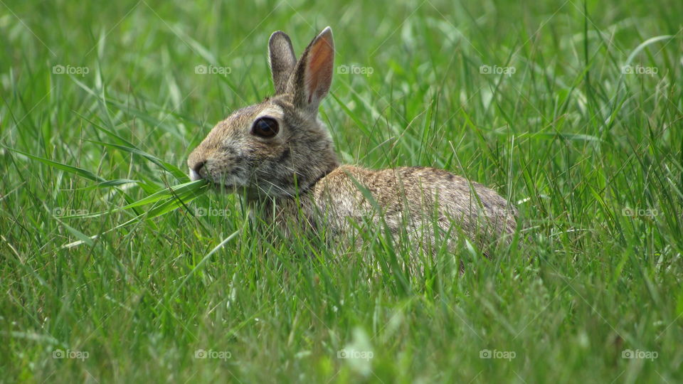 Rabbit in the Summer