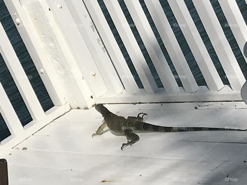 Iguana in the sun 