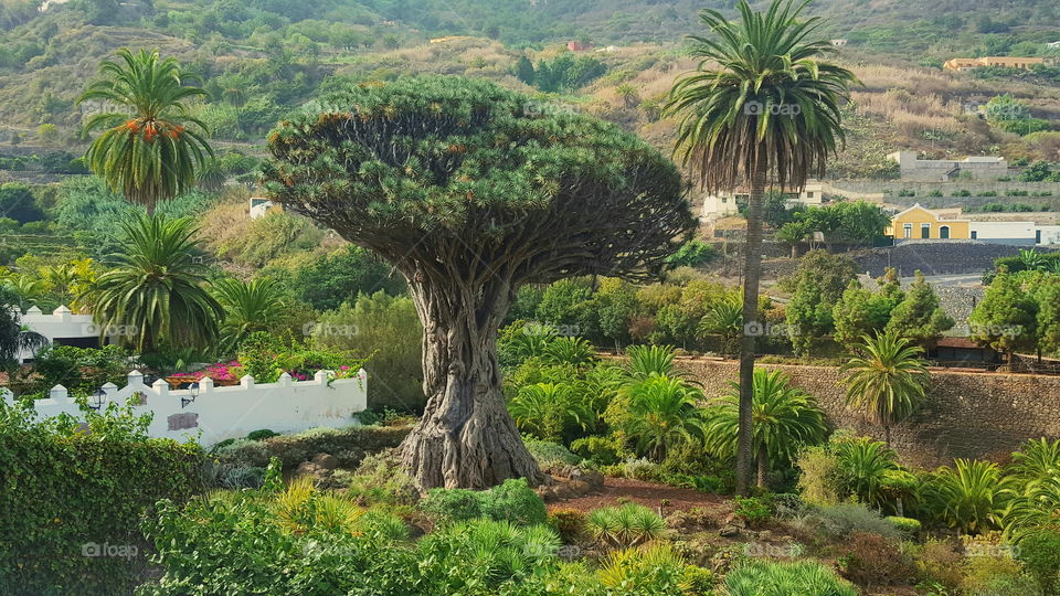 La natura a veces se confunde y conquista toda la Tierra con el único fin de llegar a los cielos.