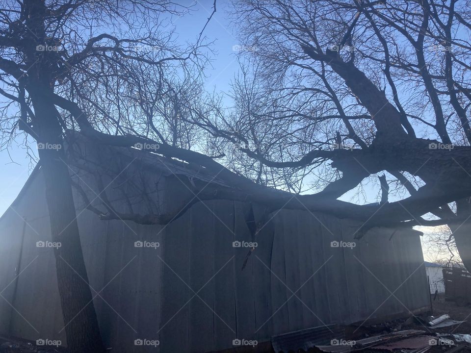 Tree on shed