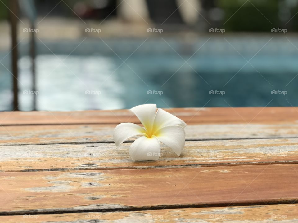Flower and pool
