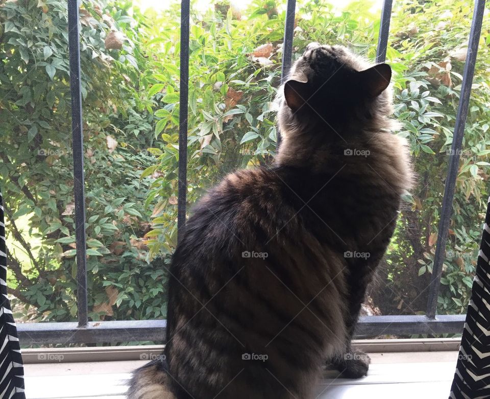 Dreams of Outdoors 4