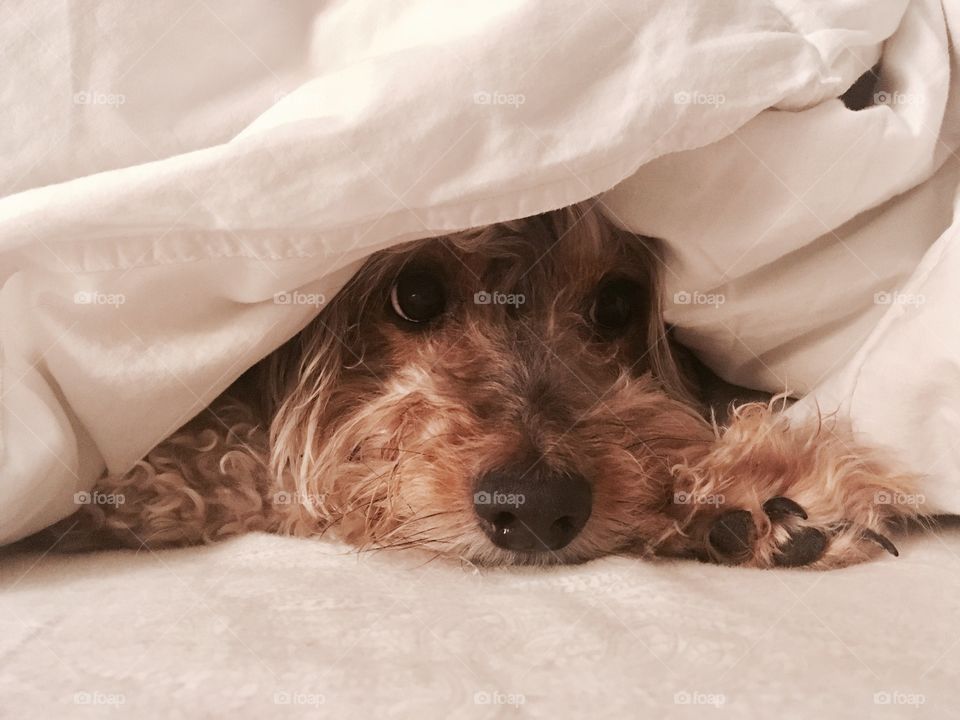 Mixed breed puppy hides under cozy covers, sweet face and paws peek out from under. 