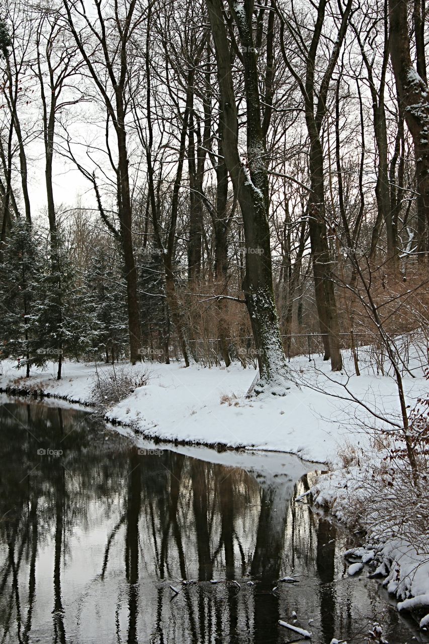 reflection of forest in winter