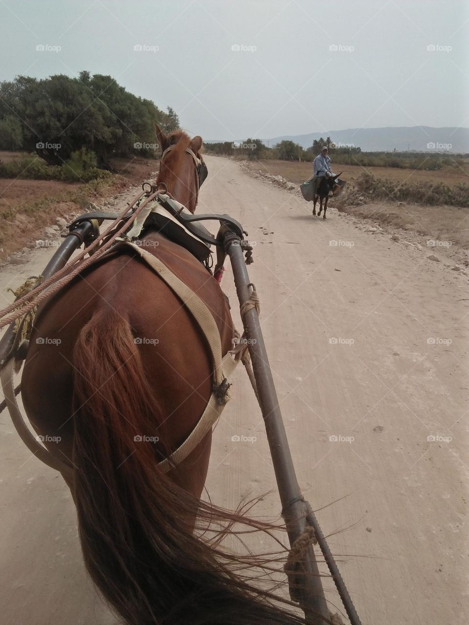 A Brown horse on the road.