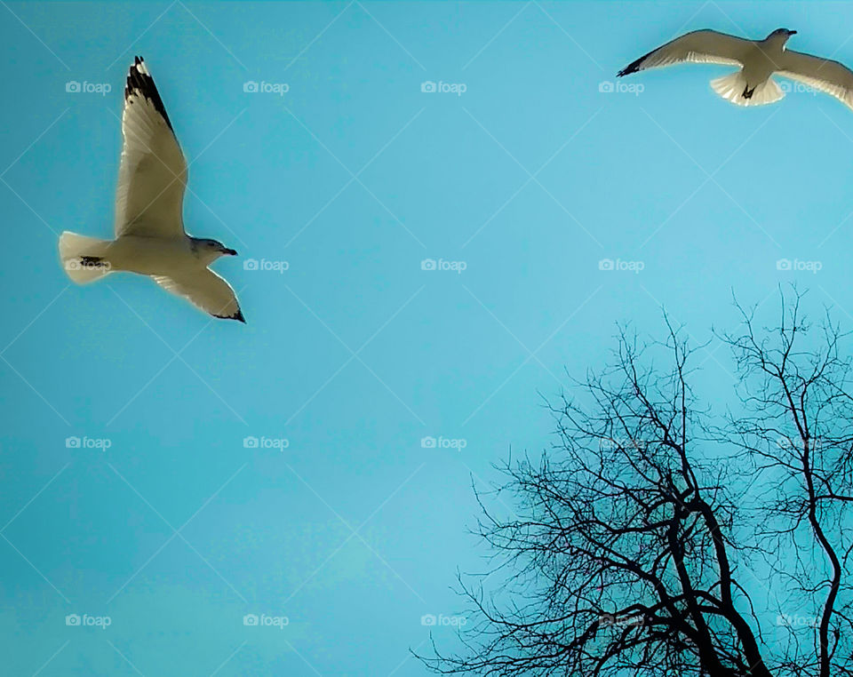 Seagulls in flight
