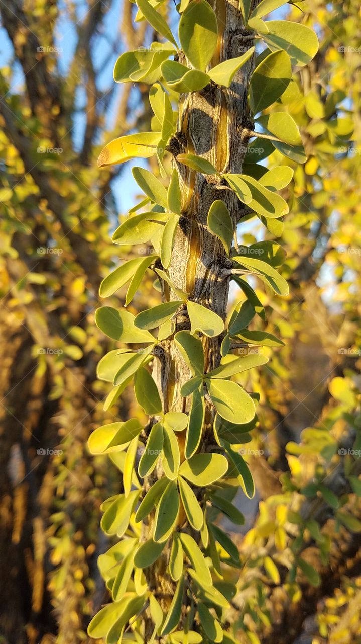 Ocotillo tree