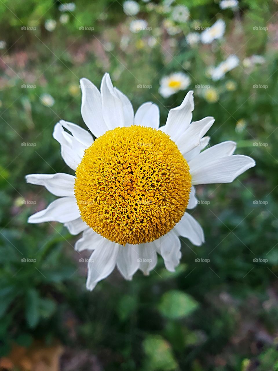 summer blooming daisy