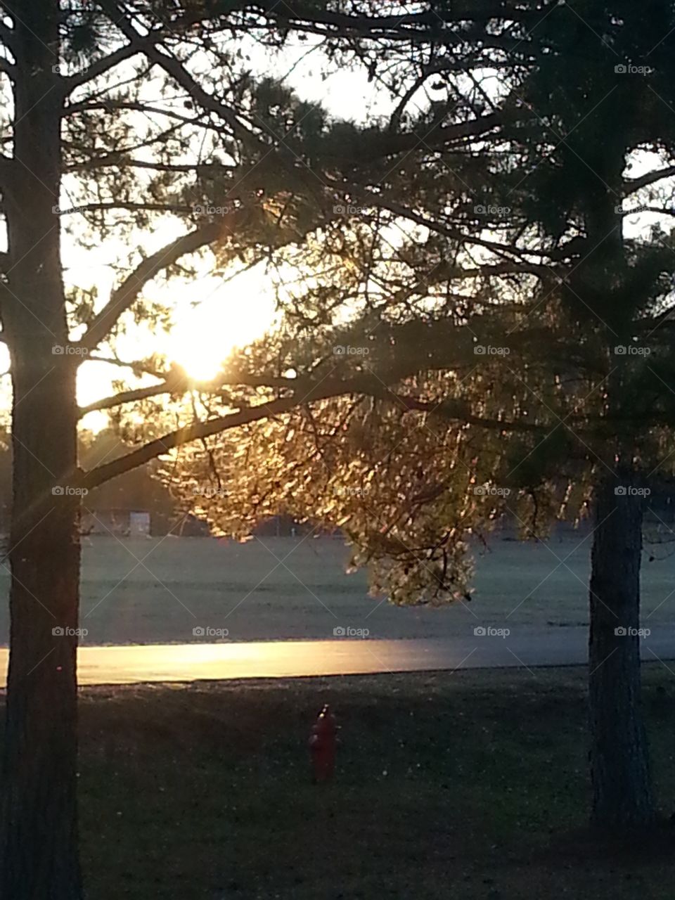 Light through the tree in fall