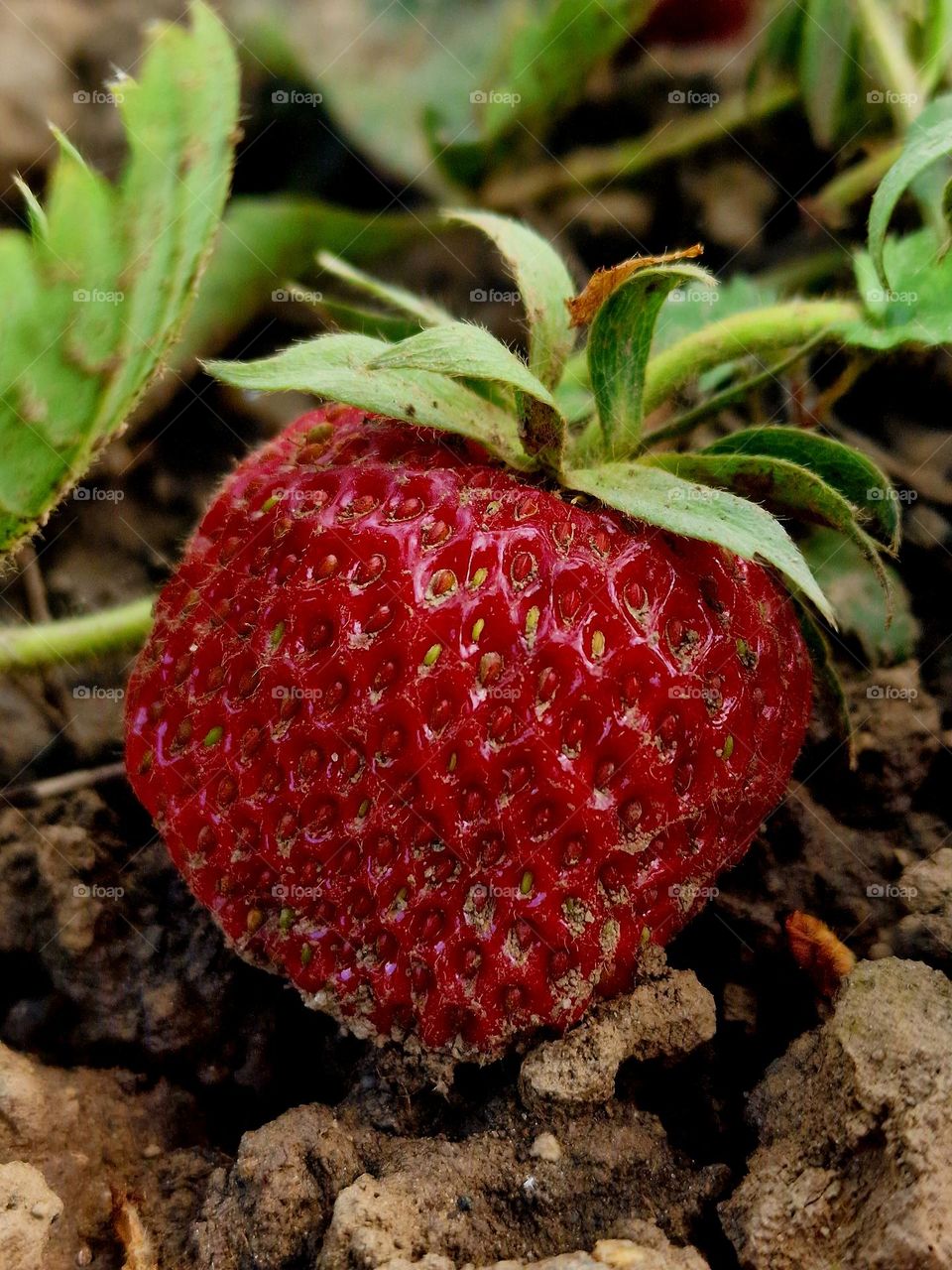 strawberry