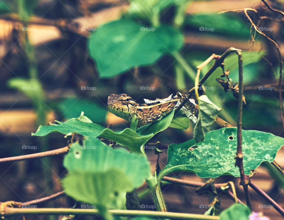 Oriental garden lizard - chameleon