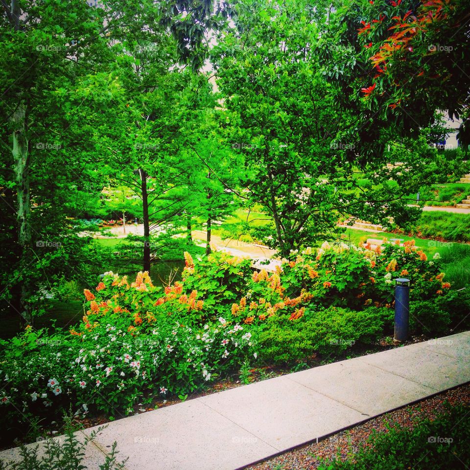 Oklahoma City Myriad Botanical Garden. Greenery