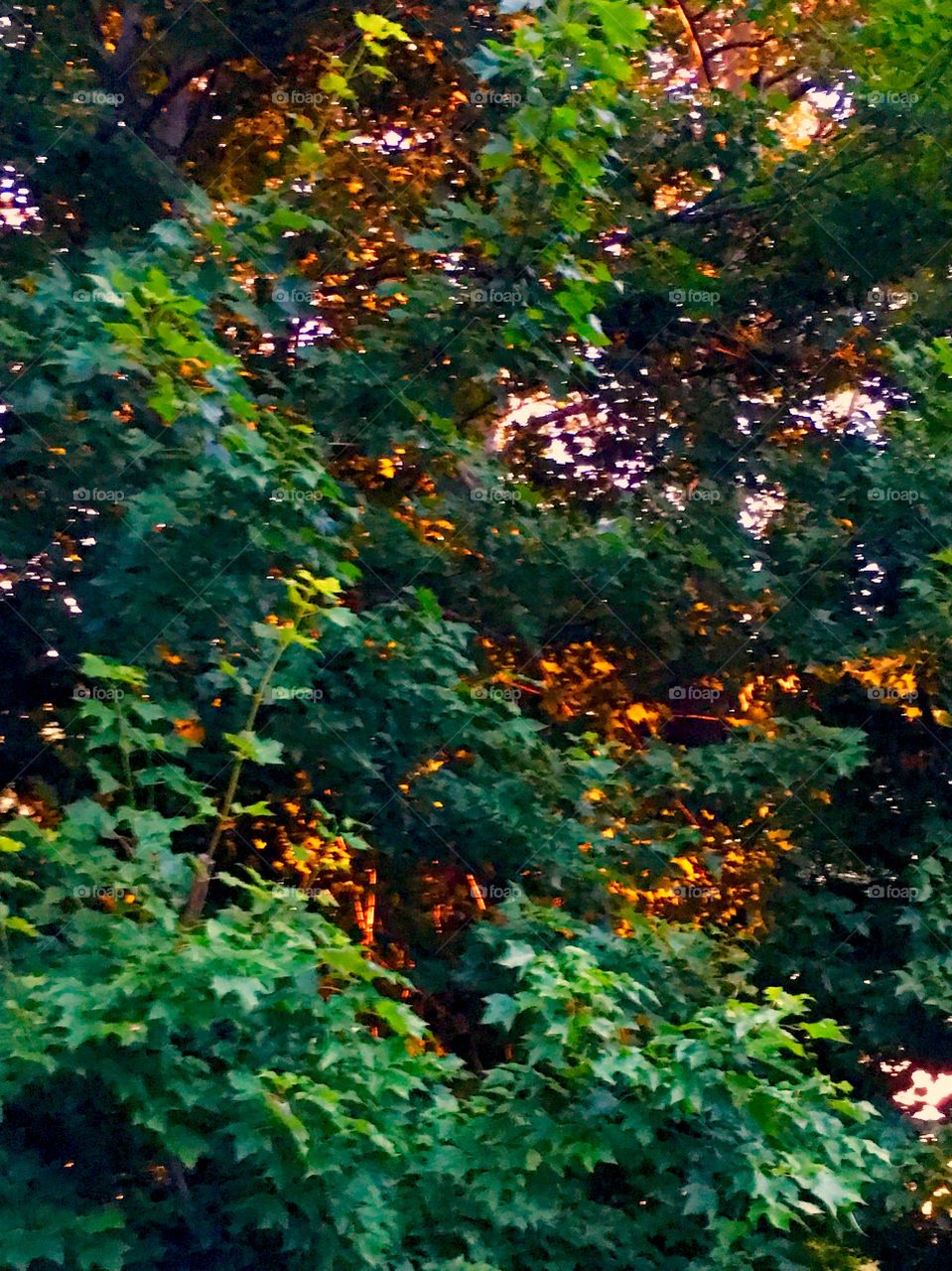 Tree at sunset looks like it’s on fire