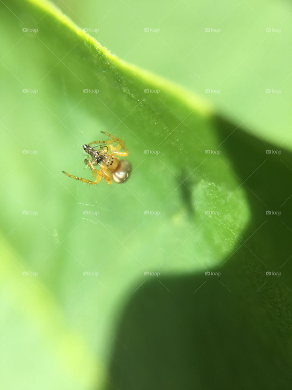 Tiny spider with prey