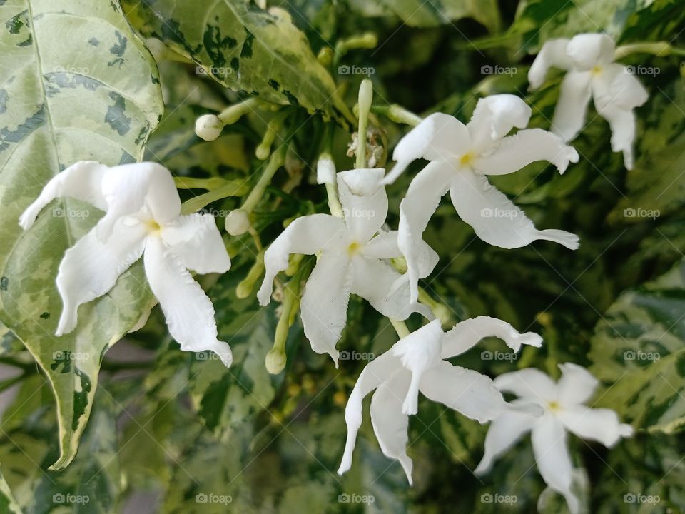 White flowers