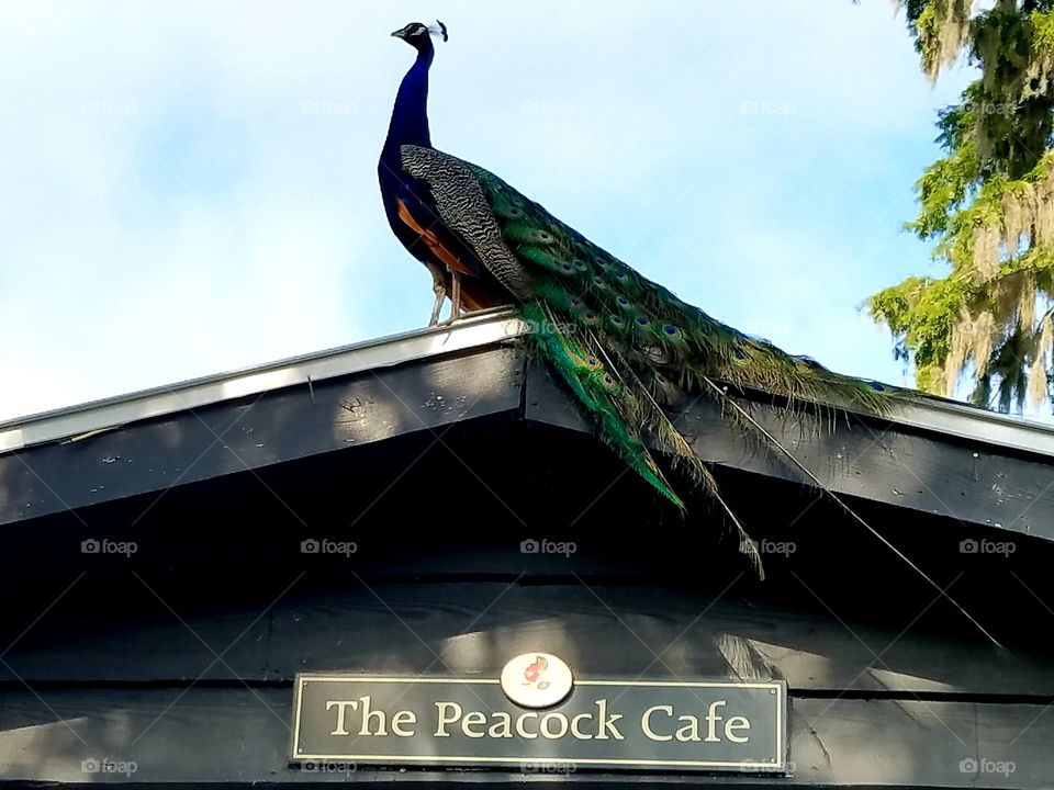 Peacock on roof