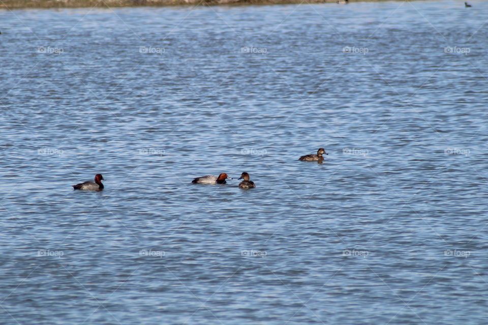 Red Headed Duck Pair