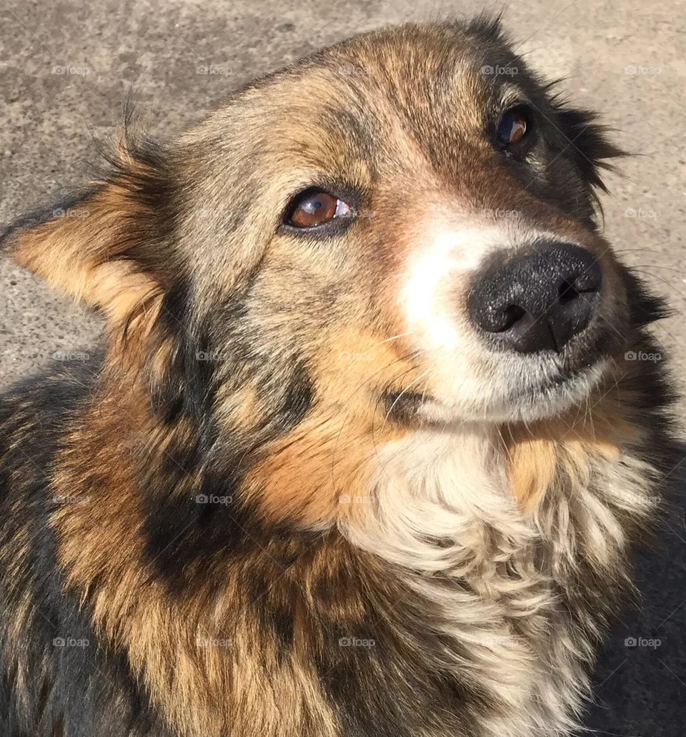 Dog