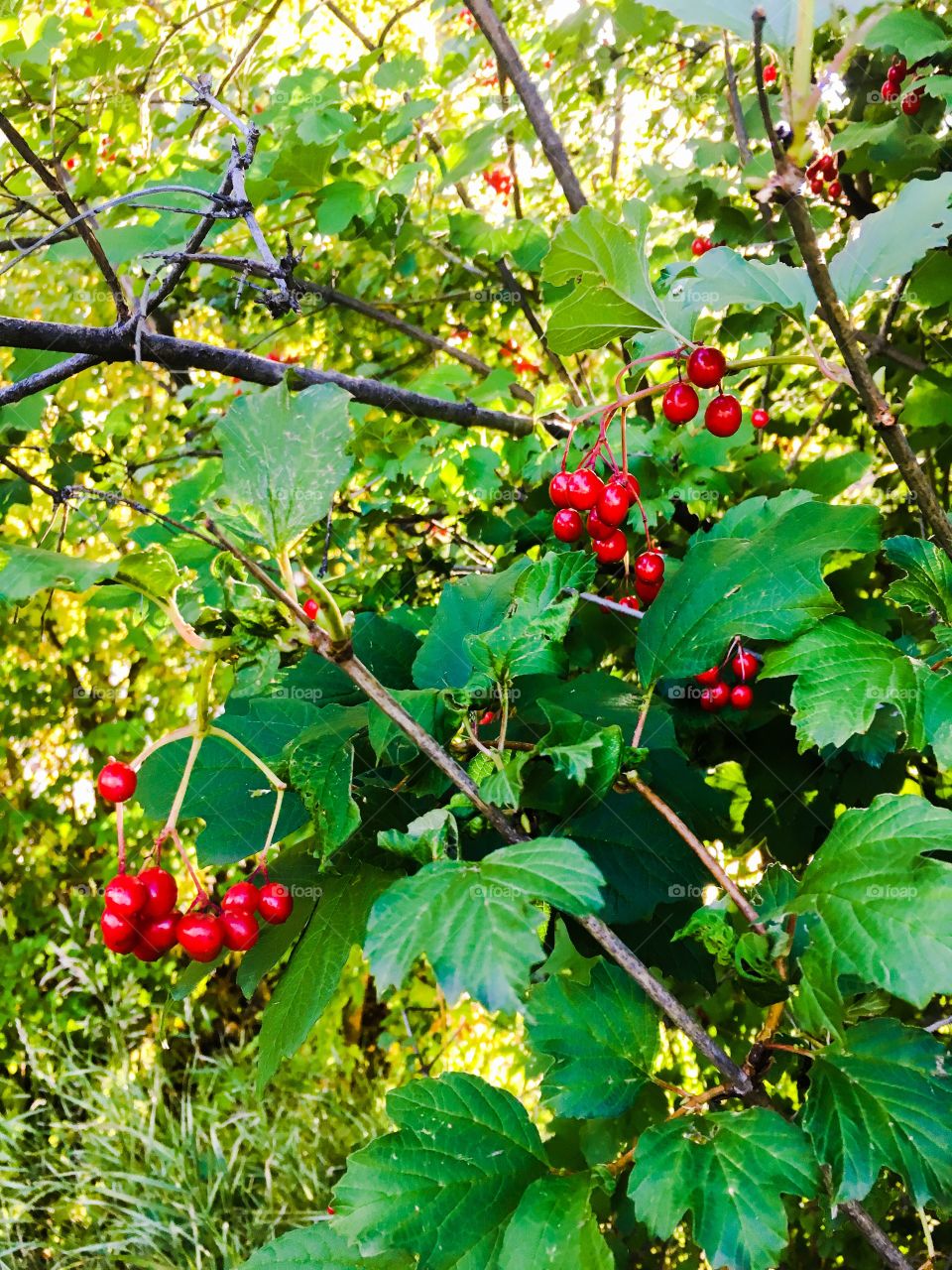 Red berries