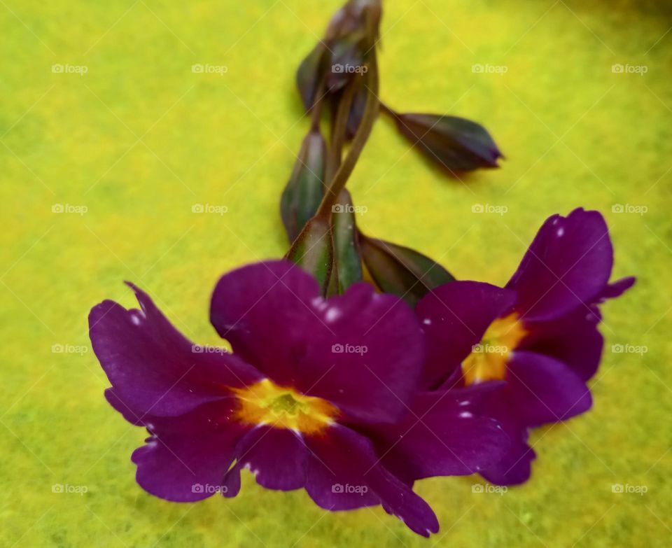 Beautiful purple primorose in the yellow background