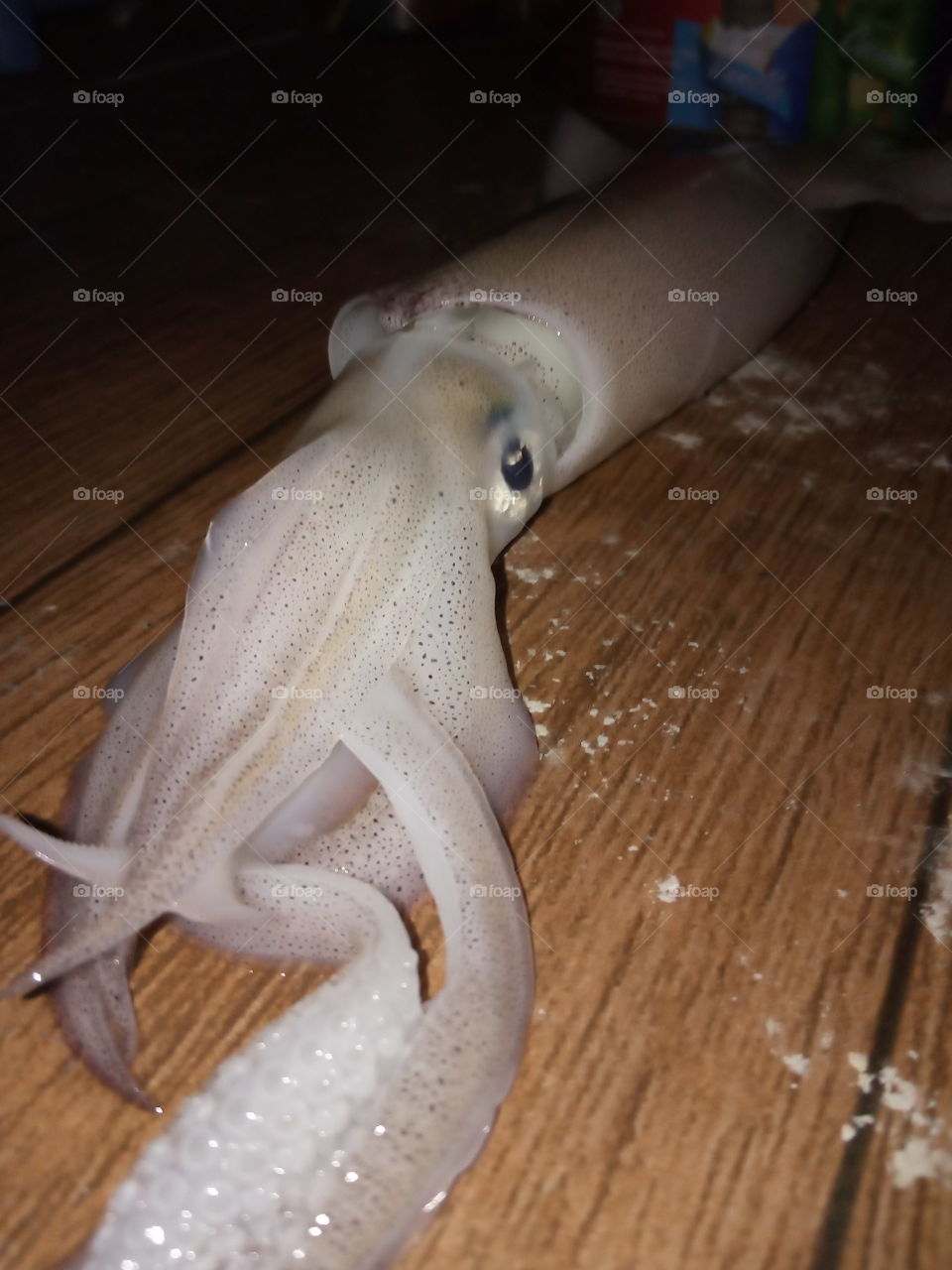 Squid