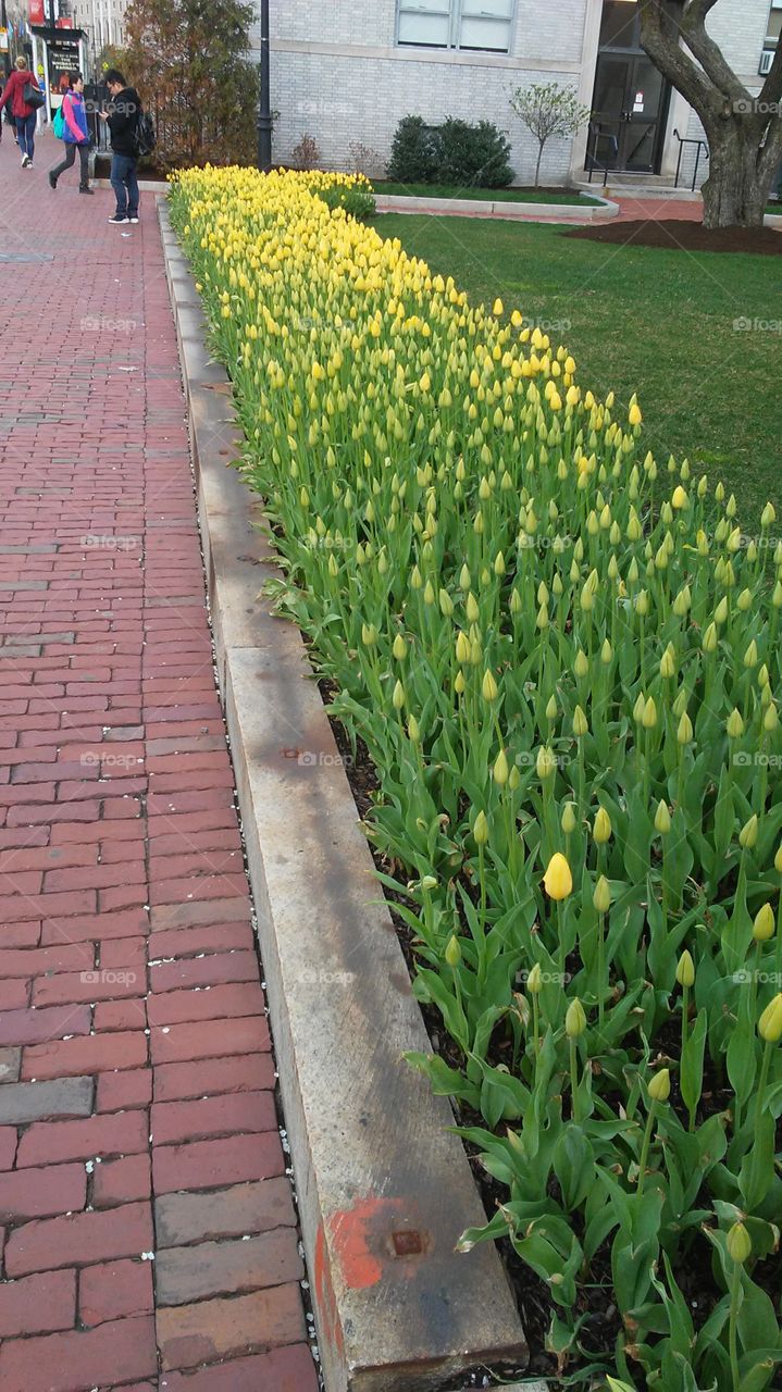 spring. fresh. tulips.