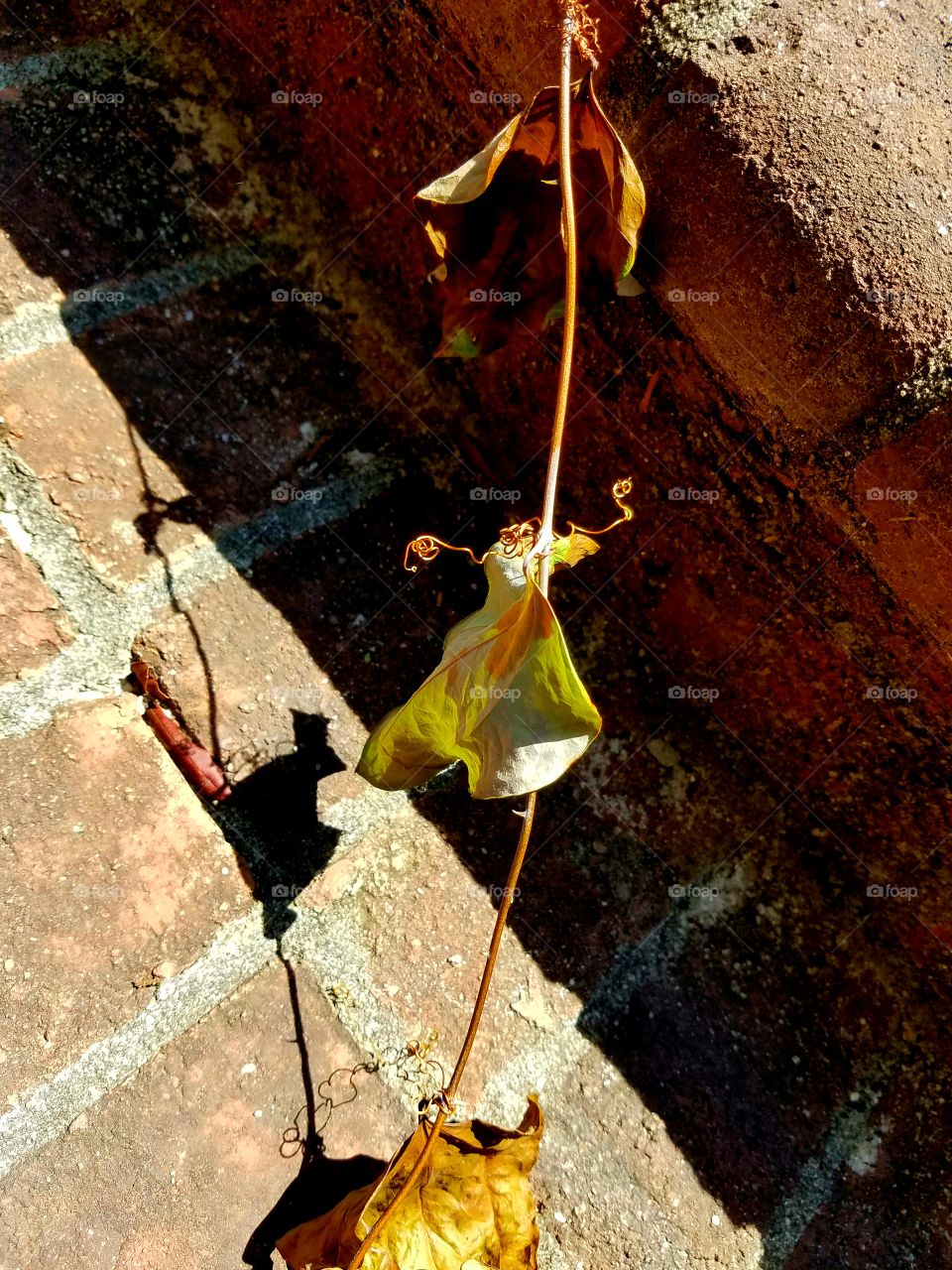 vine drying on brick steps.  one looking like a dancer.