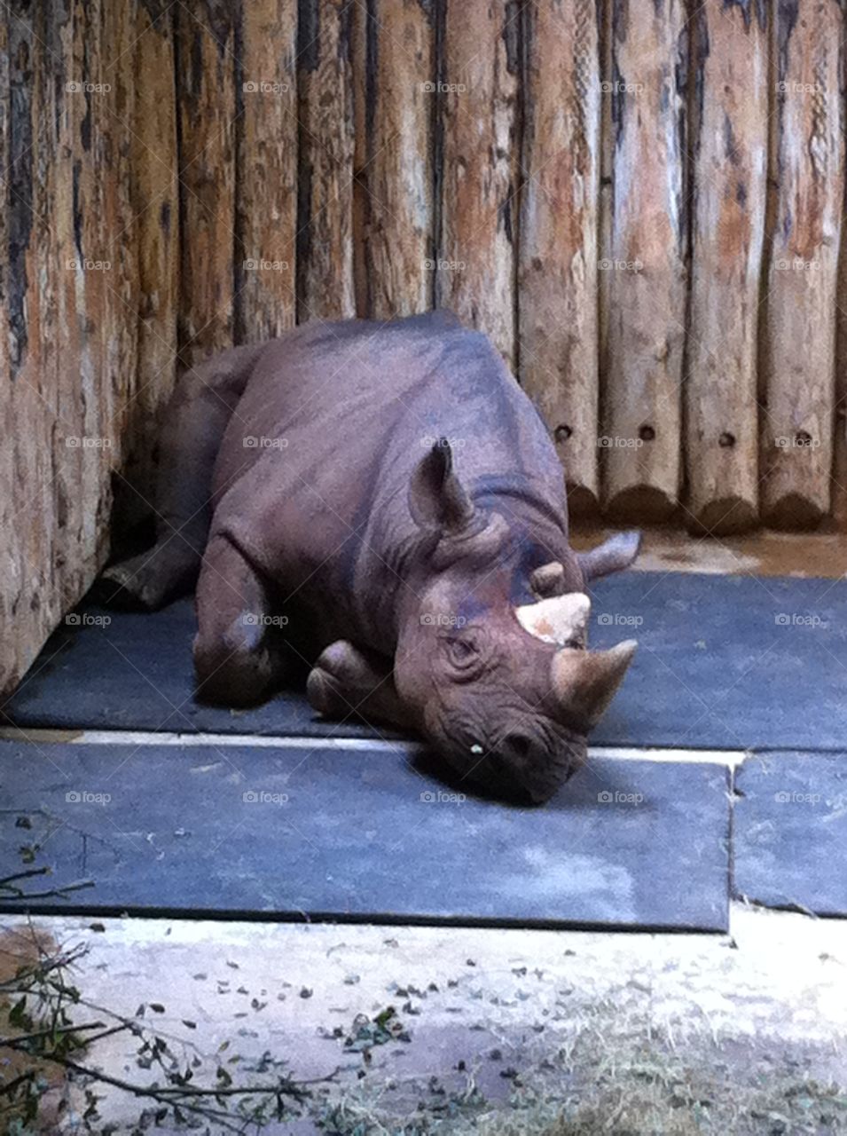 Black Rhino sleeping. A black rhino resting at a Devon Zoo