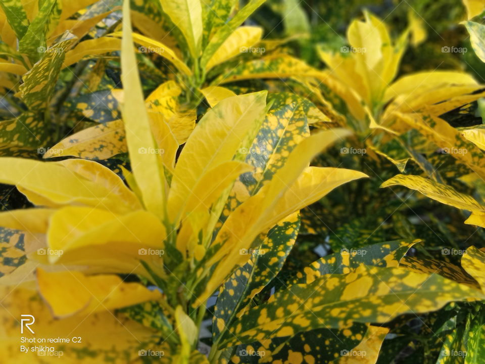 yellow leaf