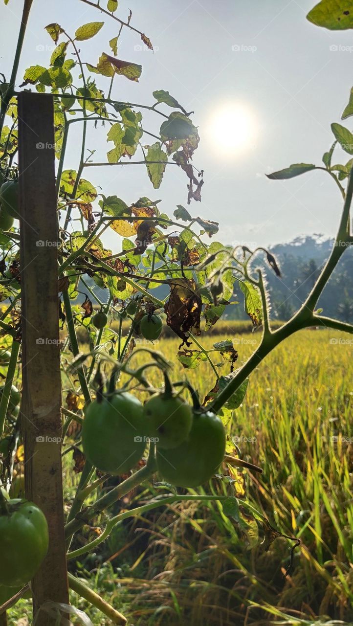 mentari sinari tomat