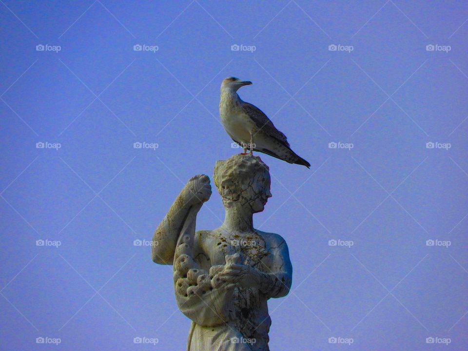 Seagull perching on the head of a statue of a woman holding a bag of apples with a clear blue sky background in Venice