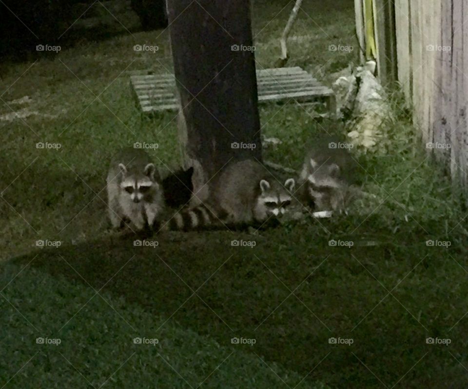  Night Racoons