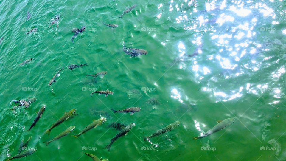 Group of various fish